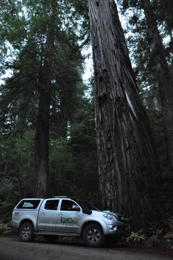 A Fiona fica pequena perto das árvores do Redwood National Park, no norte da Califórnia, nos Estados Unidos